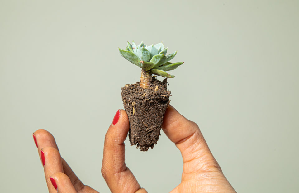 Planta mediana cerámica