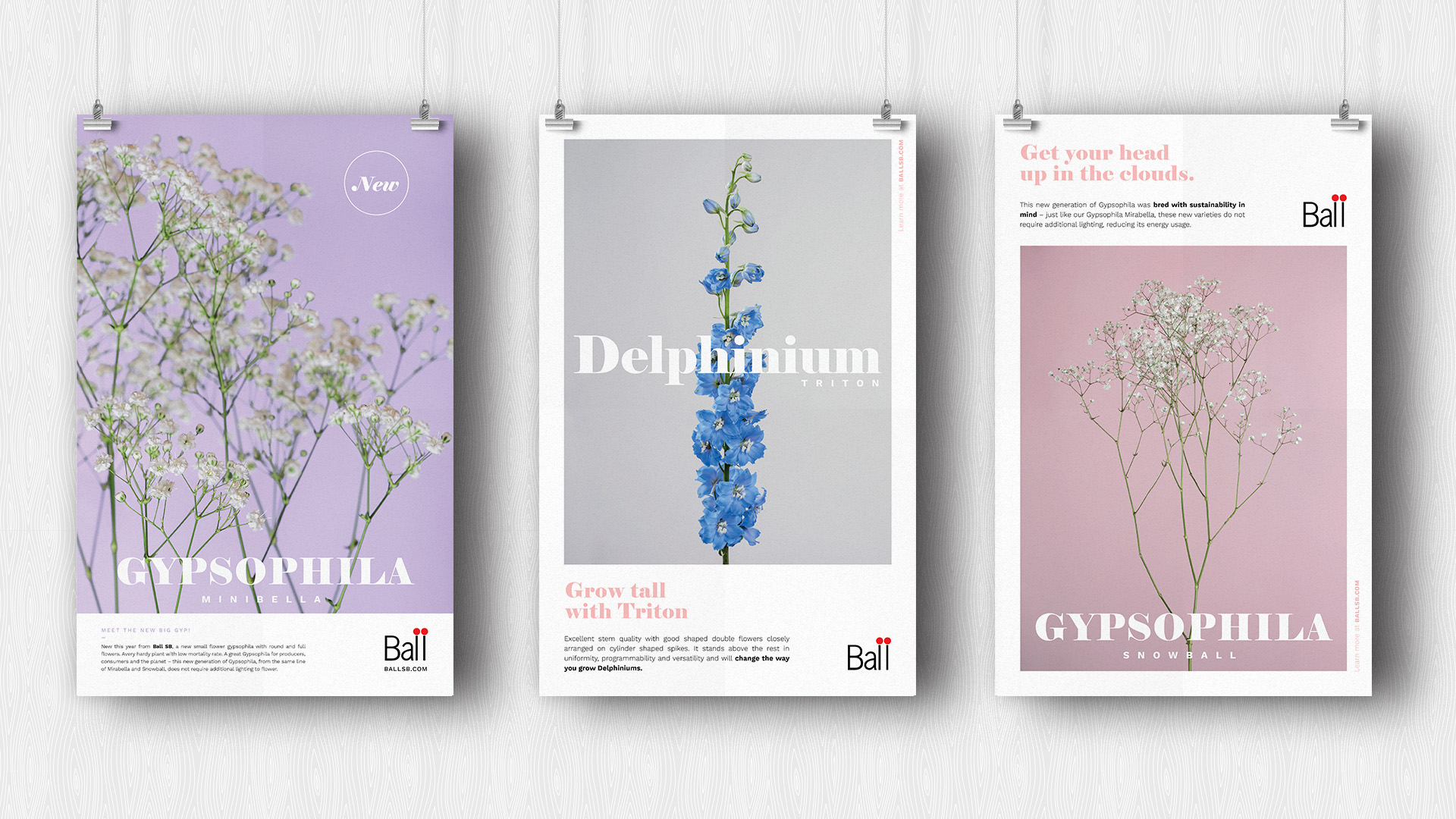 Sistema visual, diseño de campañas, conceptos creativos para flores, video, fotografía, material de ferias - diseñoBall SB