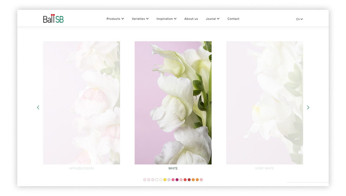 Sistema visual, diseño de campañas, conceptos creativos para flores, video, fotografía, material de ferias - diseñoBall SB