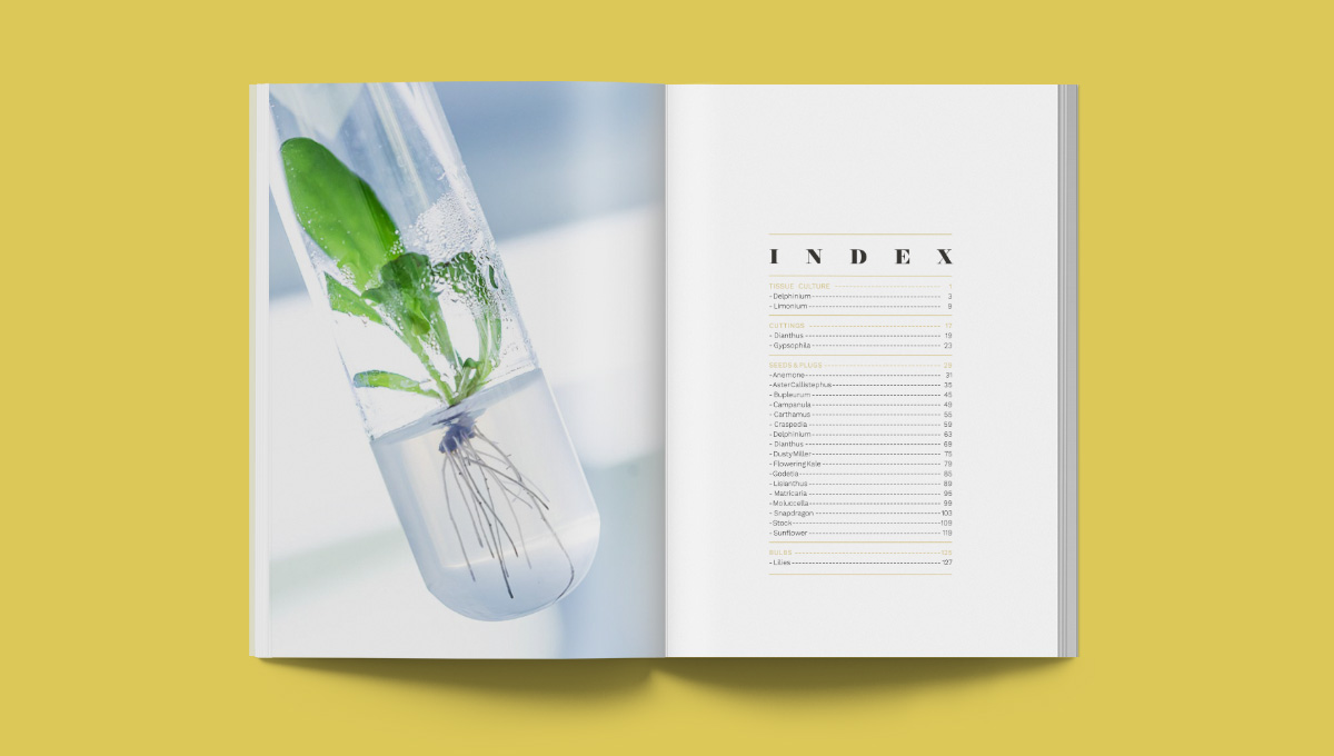 Sistema visual, diseño de campañas, conceptos creativos para flores, video, fotografía, material de ferias - diseñoBall SB