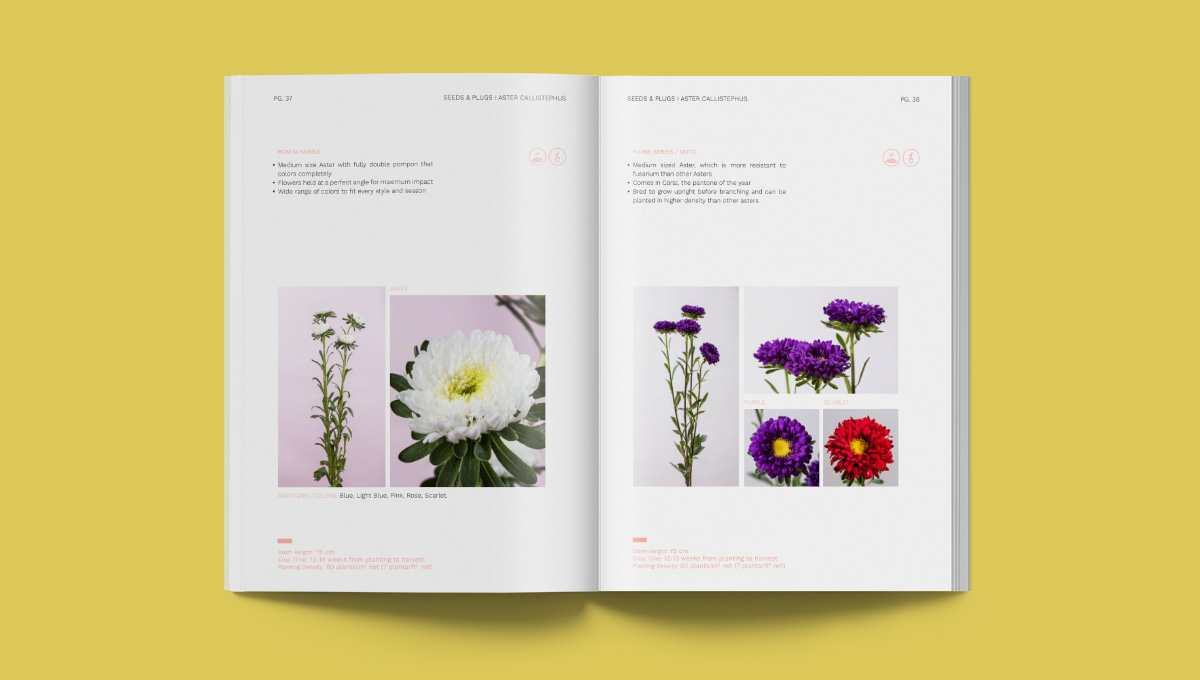 Sistema visual, diseño de campañas, conceptos creativos para flores, video, fotografía, material de ferias - diseñoBall SB