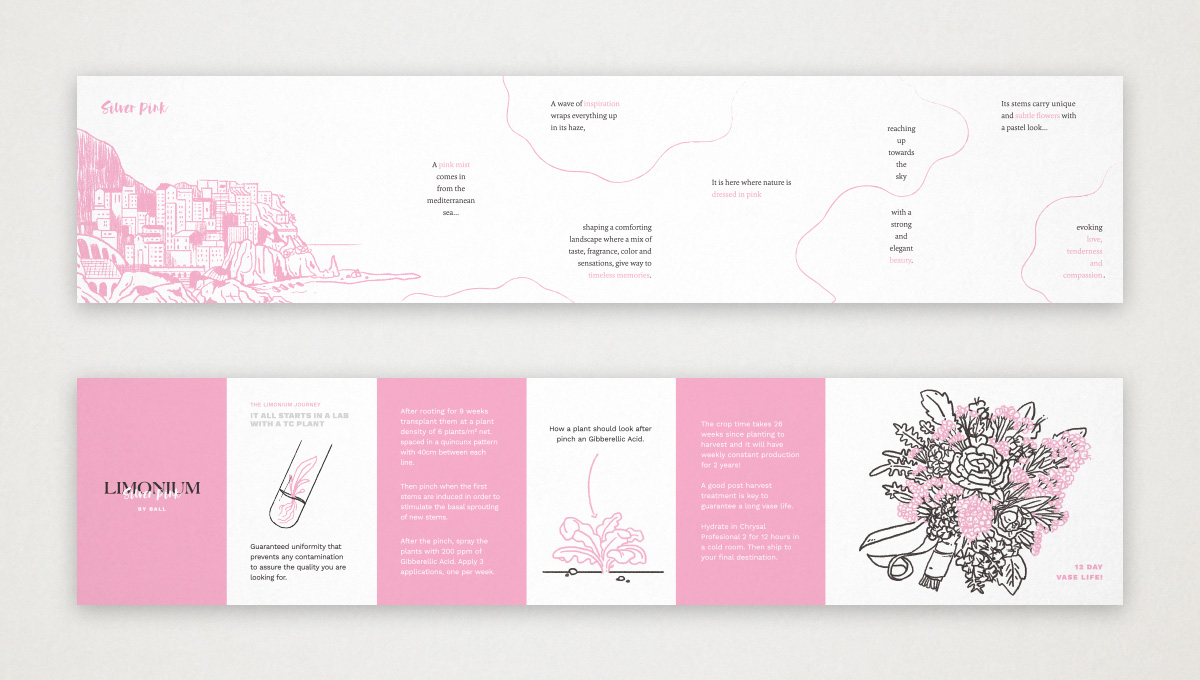 Sistema visual, diseño de campañas, conceptos creativos para flores, video, fotografía, material de ferias - diseñoBall SB