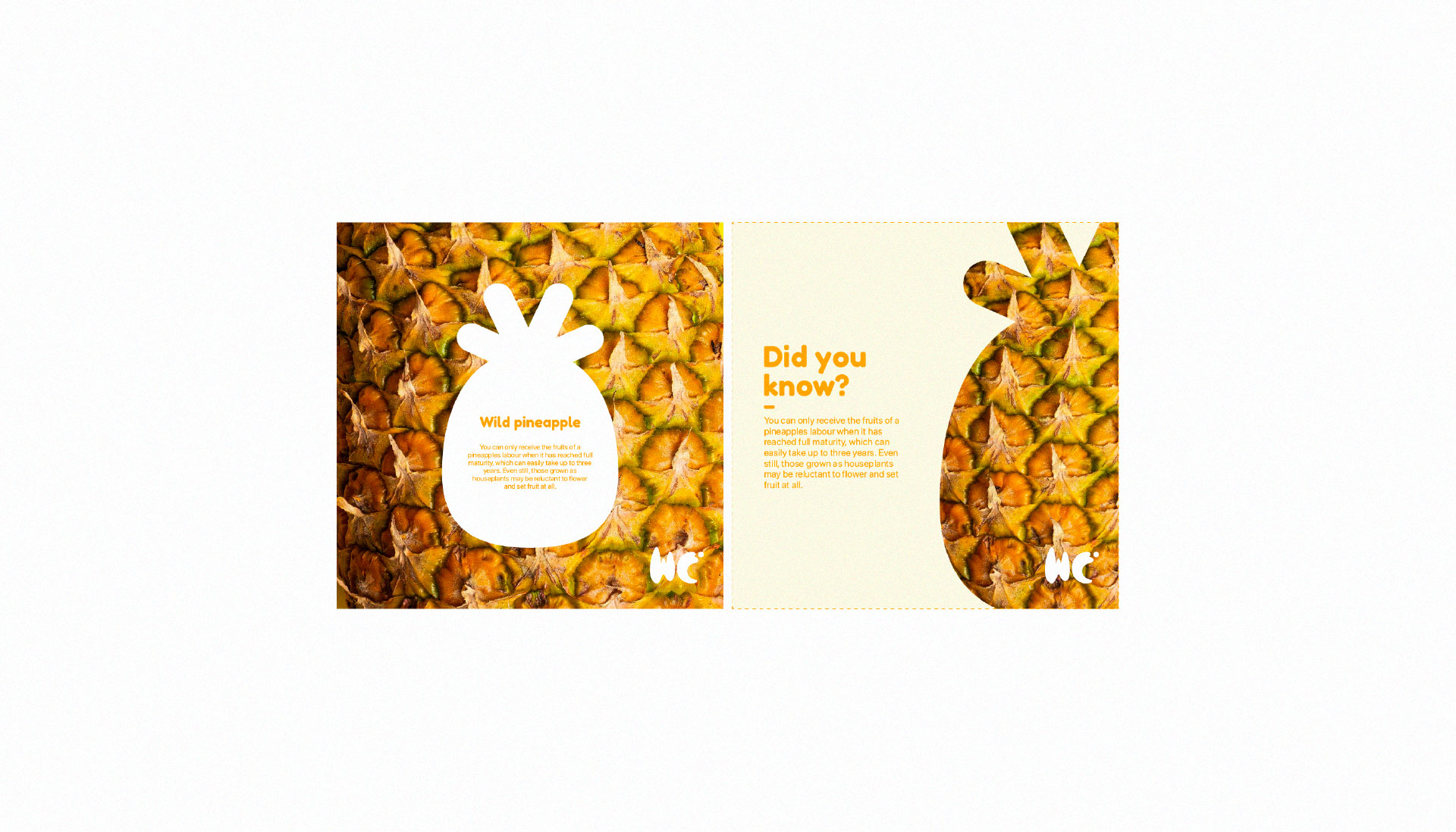 Diseño de marca - Wild Camaya