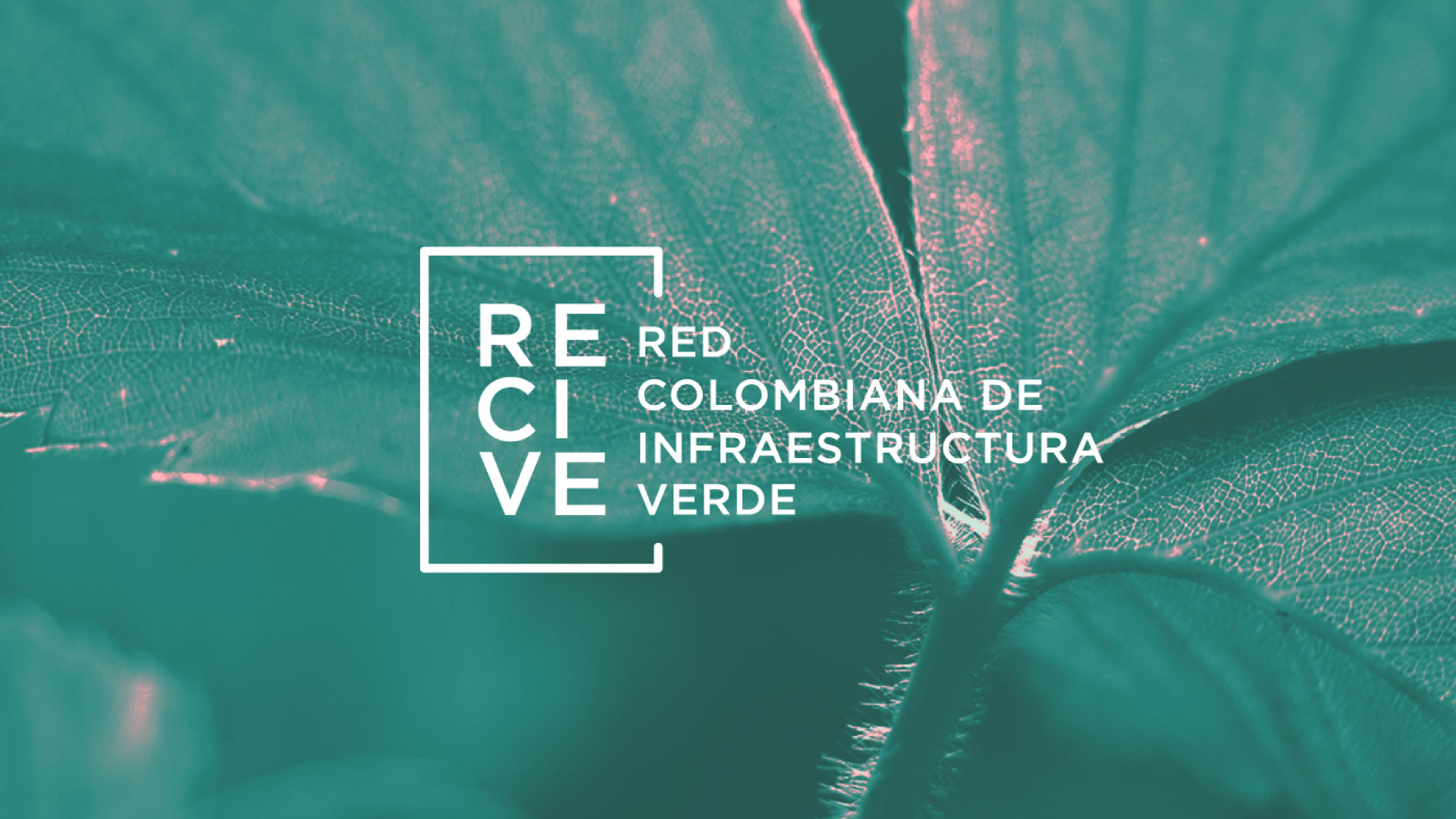 Diseño de marca - Recive