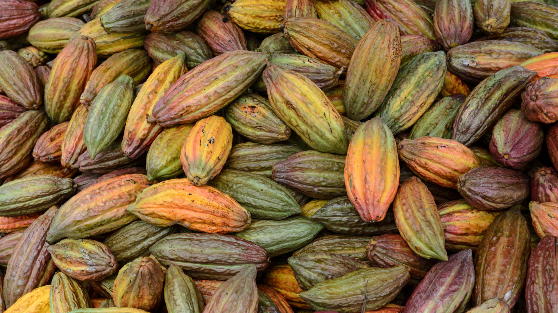 Diseño de marca, empaques, stands, página web - Cacao Hunters