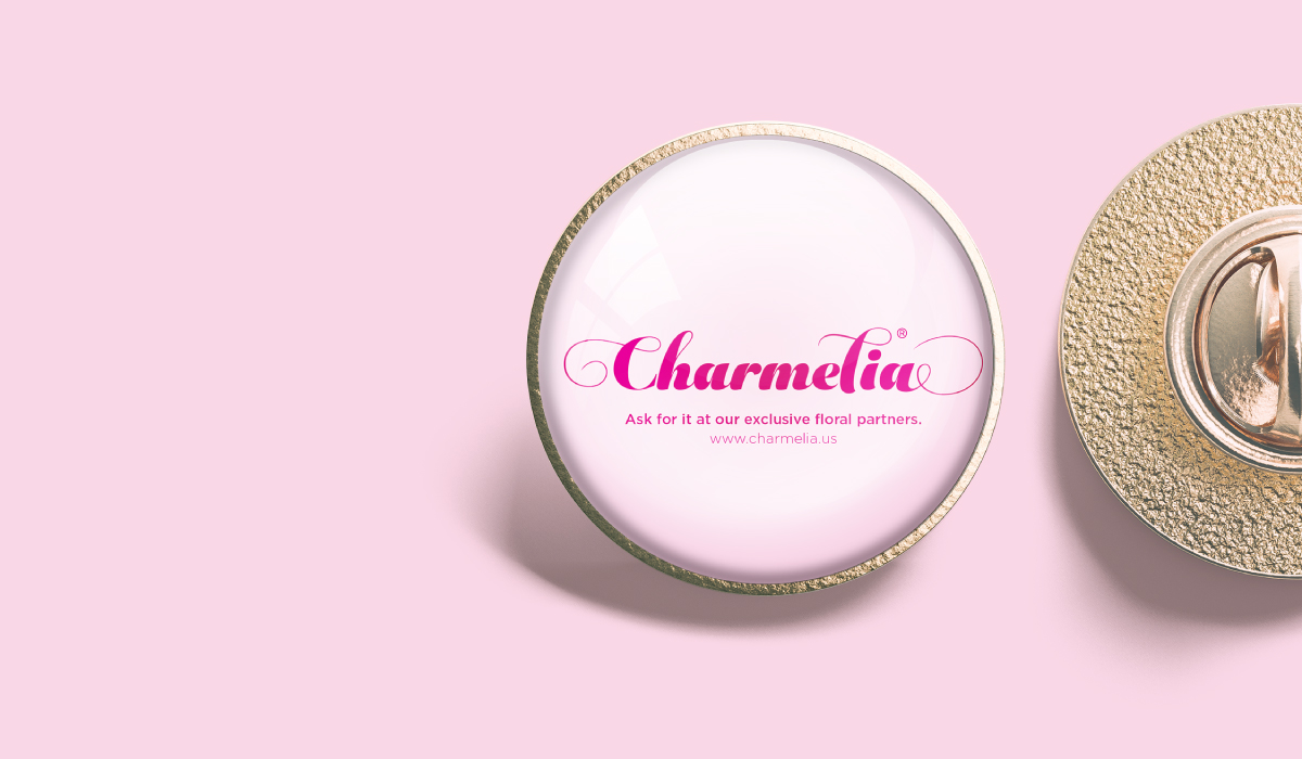 Diseño de sistema visual - Charmelia