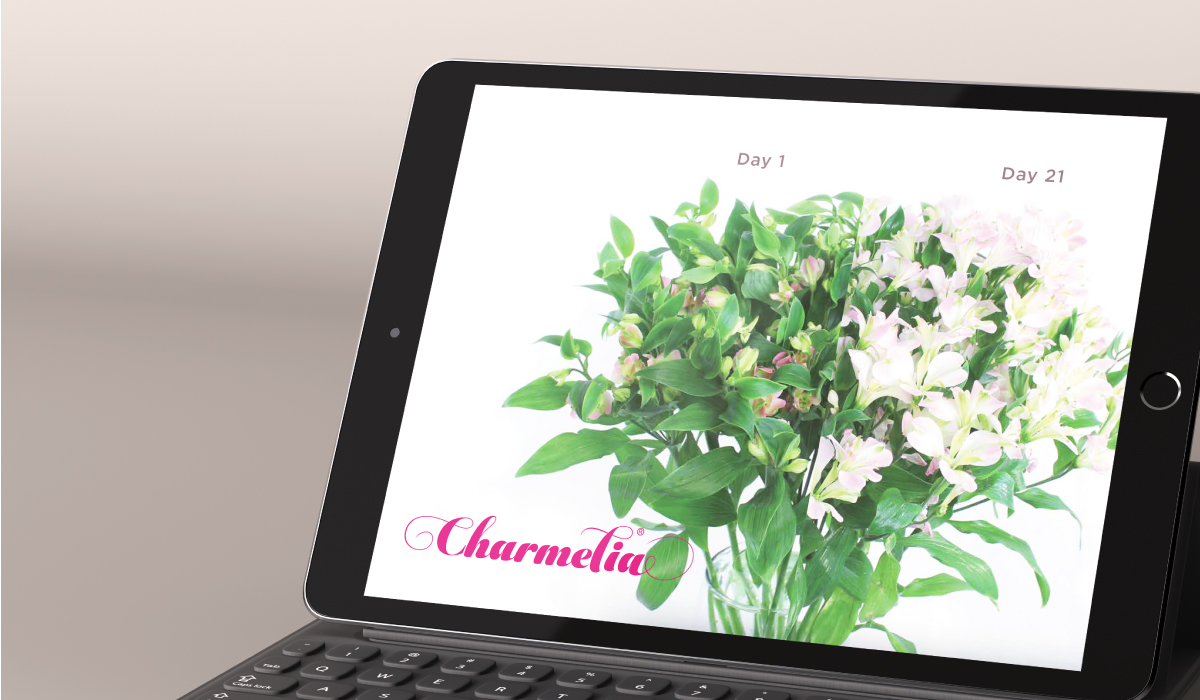 Diseño de sistema visual - Charmelia