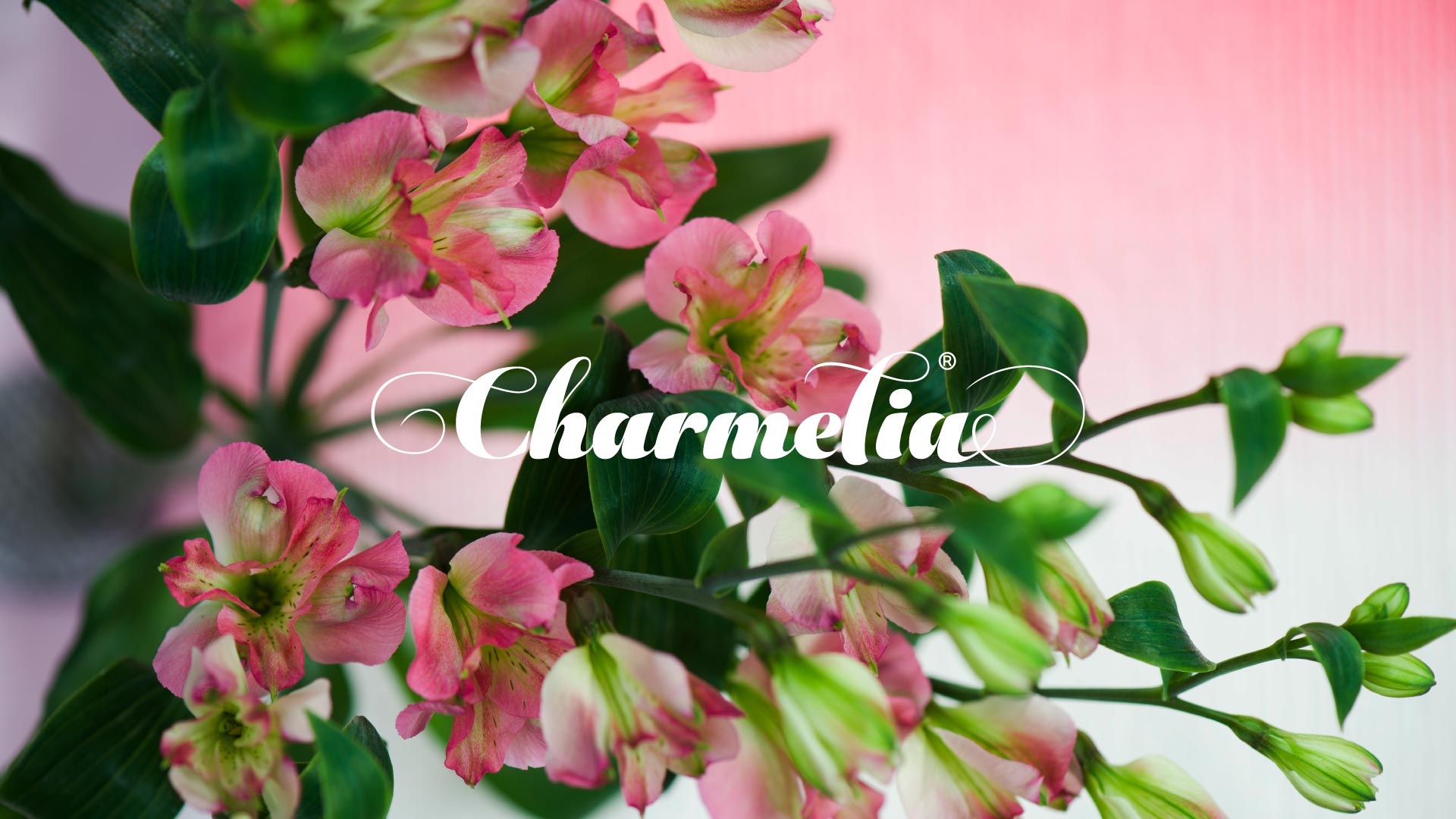 Diseño de sistema visual - Charmelia